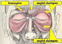 illustratie anatomie oogleden voorhoofd fronsspier aptoslift aangezicht - drstevens.jpg
